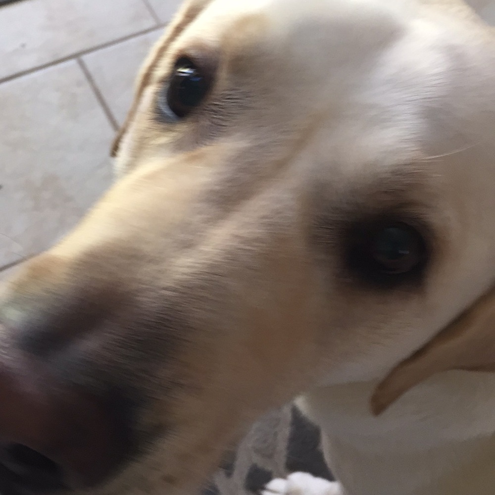 Meet your Posher, Cara